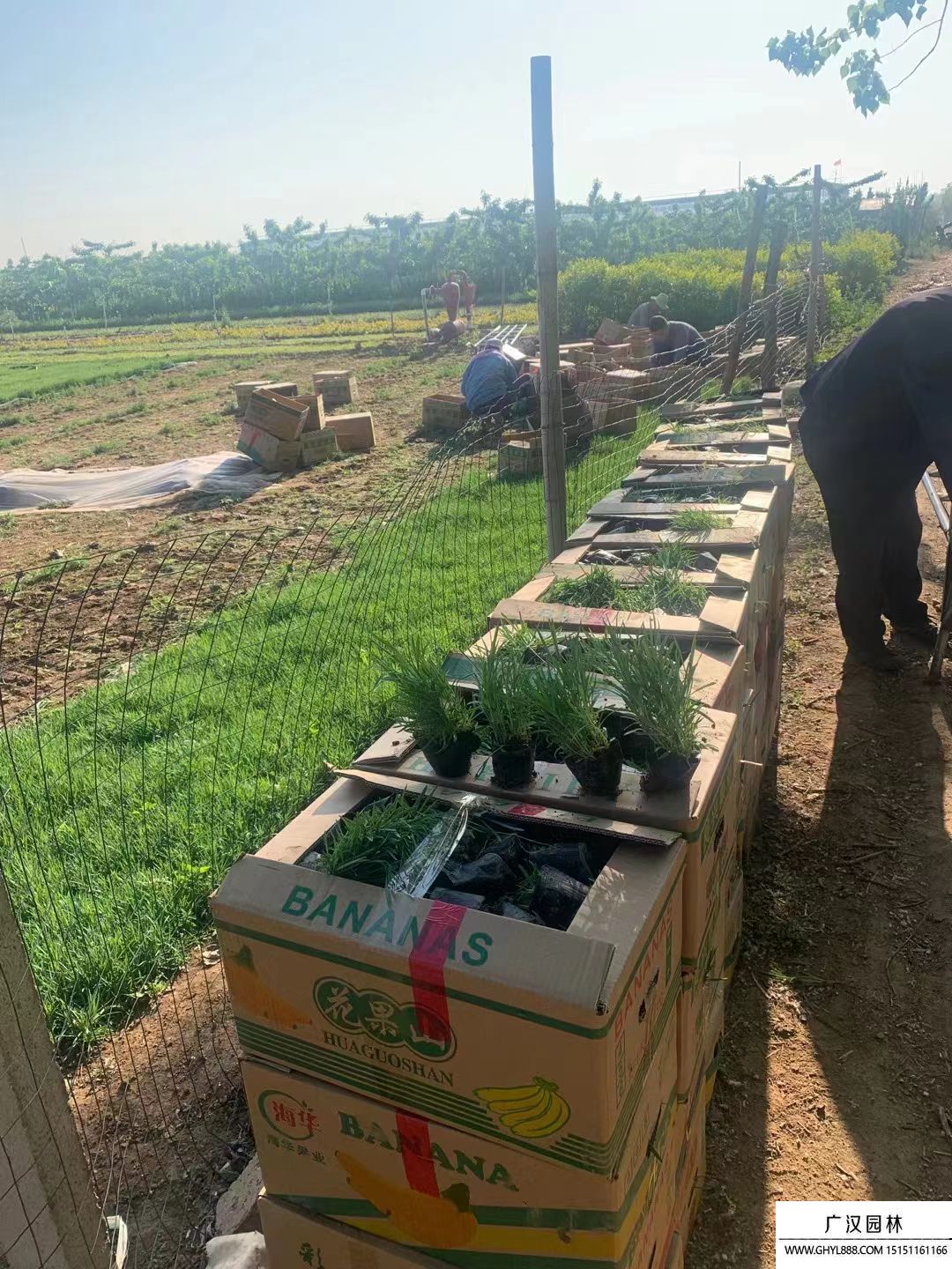 地被石竹 地被石竹