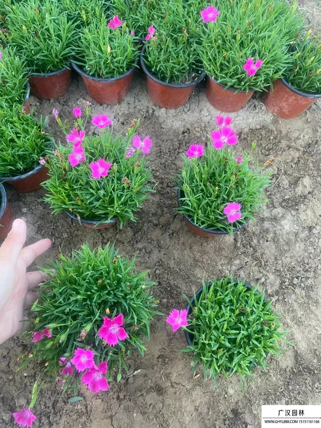 地被石竹 地被石竹