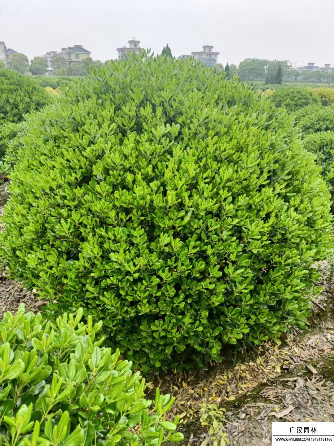 大葉黃楊球 大葉黃楊球