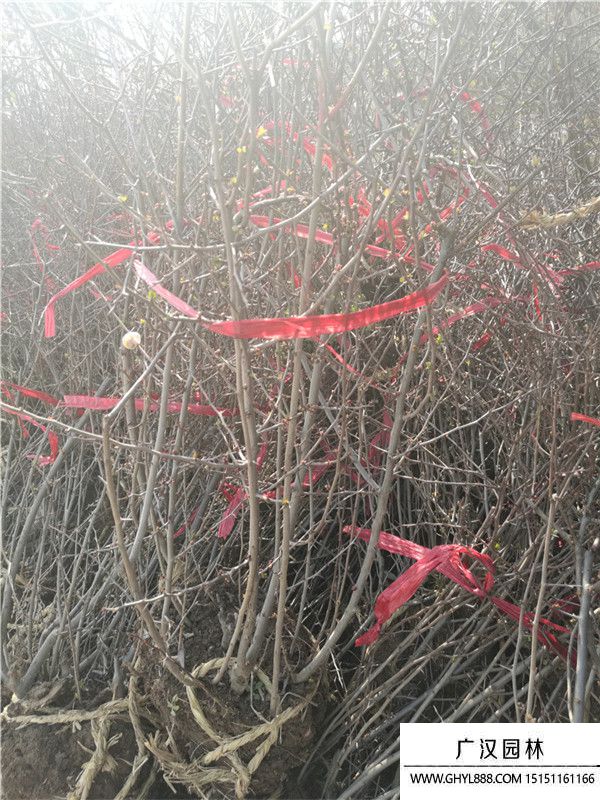 貼梗海棠 貼梗海棠