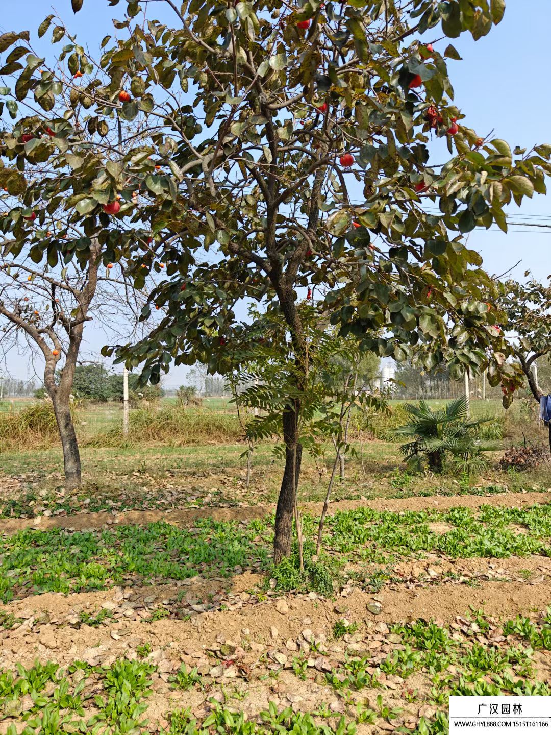 柿子樹 柿子樹