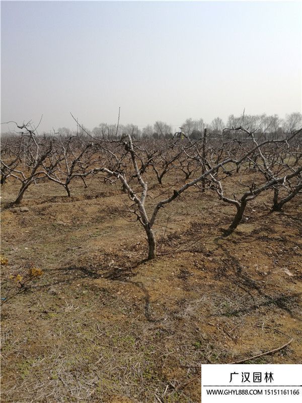 桃樹(shù) 桃樹(shù)