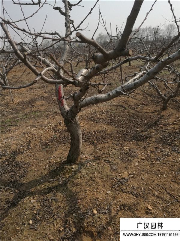 桃樹(shù) 桃樹(shù)