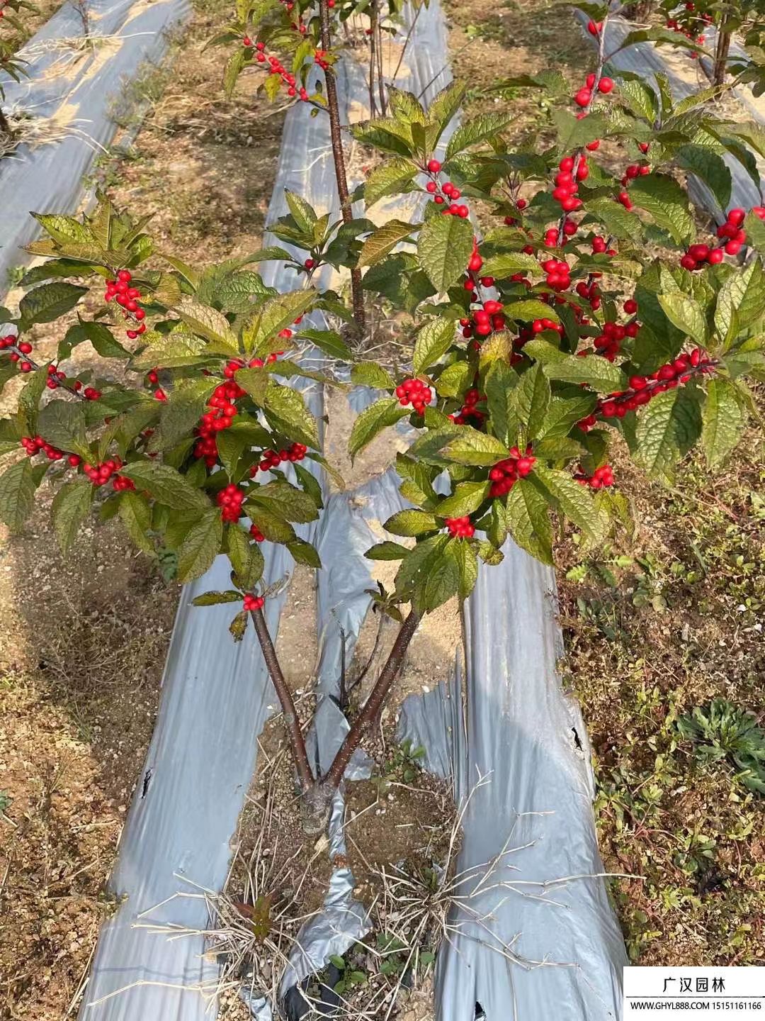 北美冬青 北美冬青