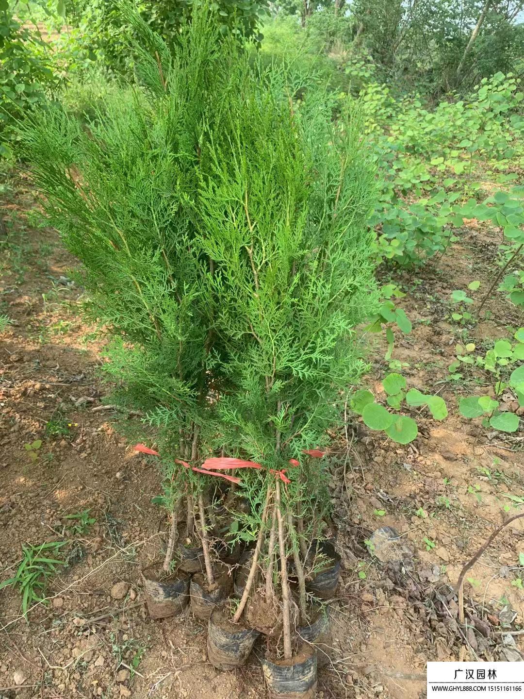 側(cè)柏 側(cè)柏