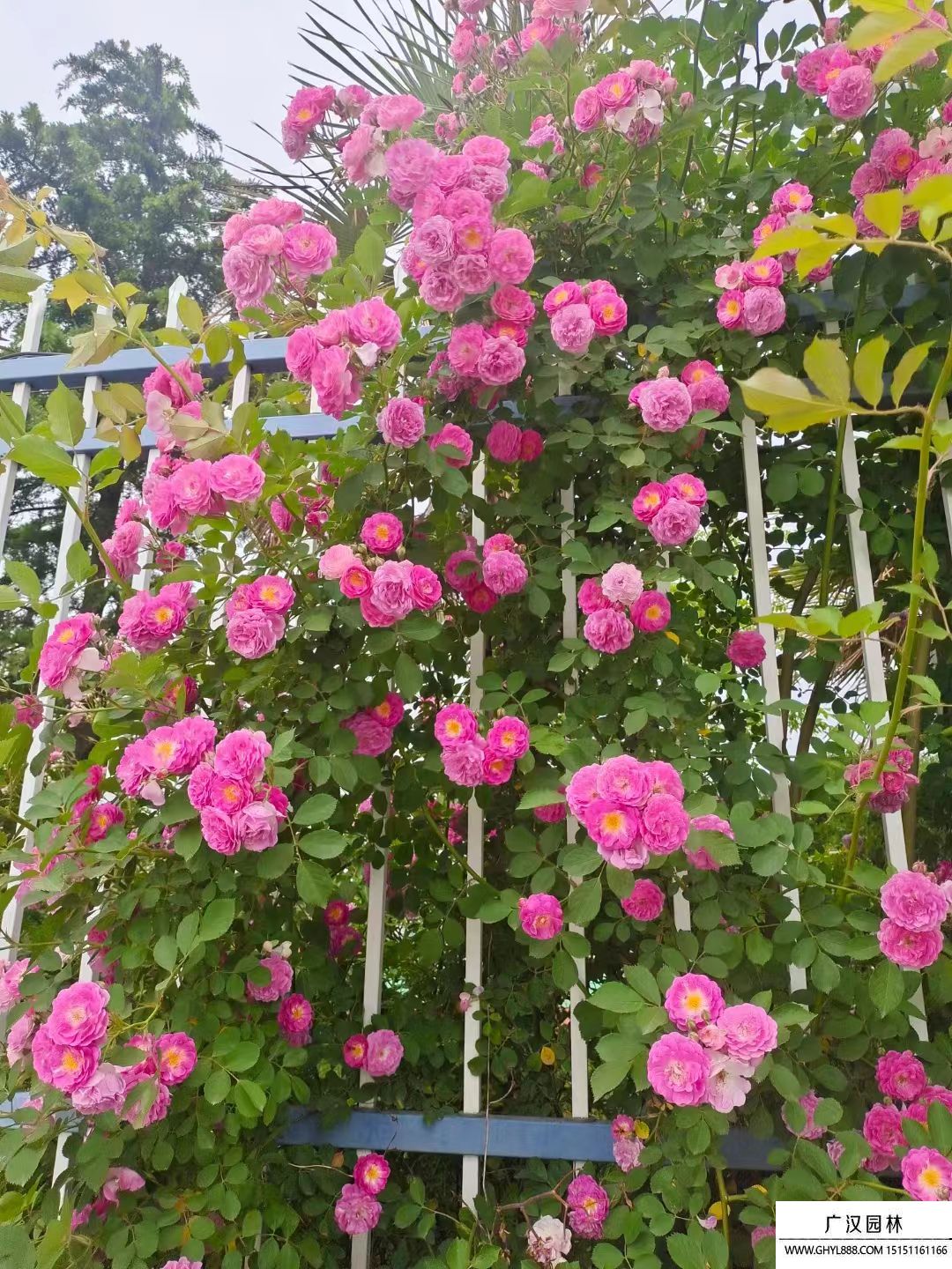 藤本月季 藤本月季