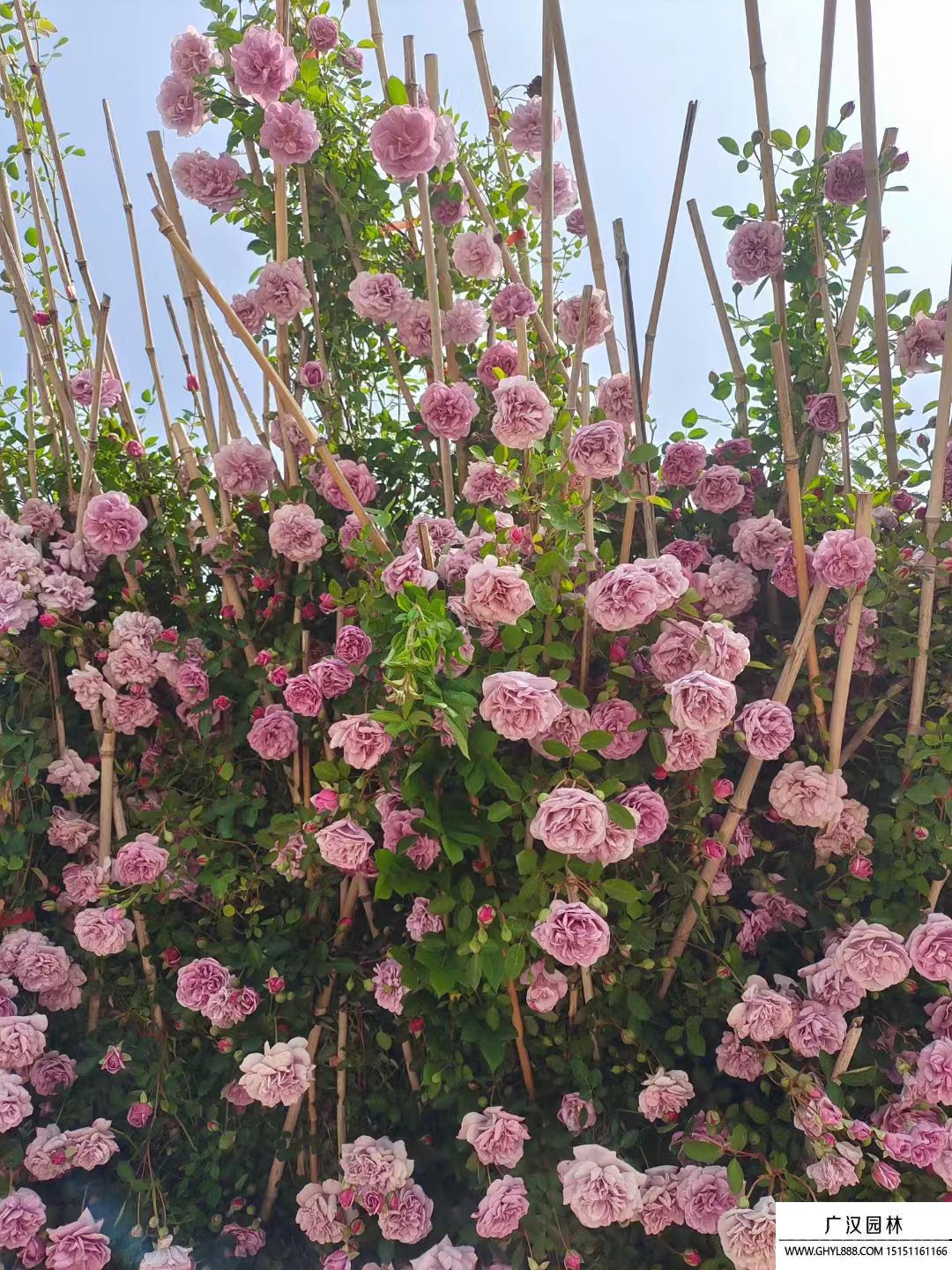 藤本月季 藤本月季