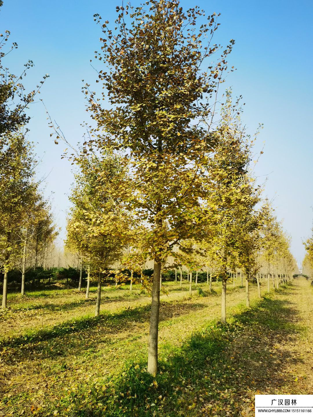 銀杏樹(shù) 銀杏樹(shù)