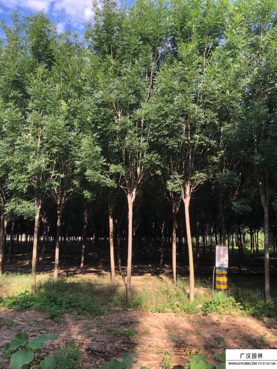 秋紫白蠟 秋紫白蠟