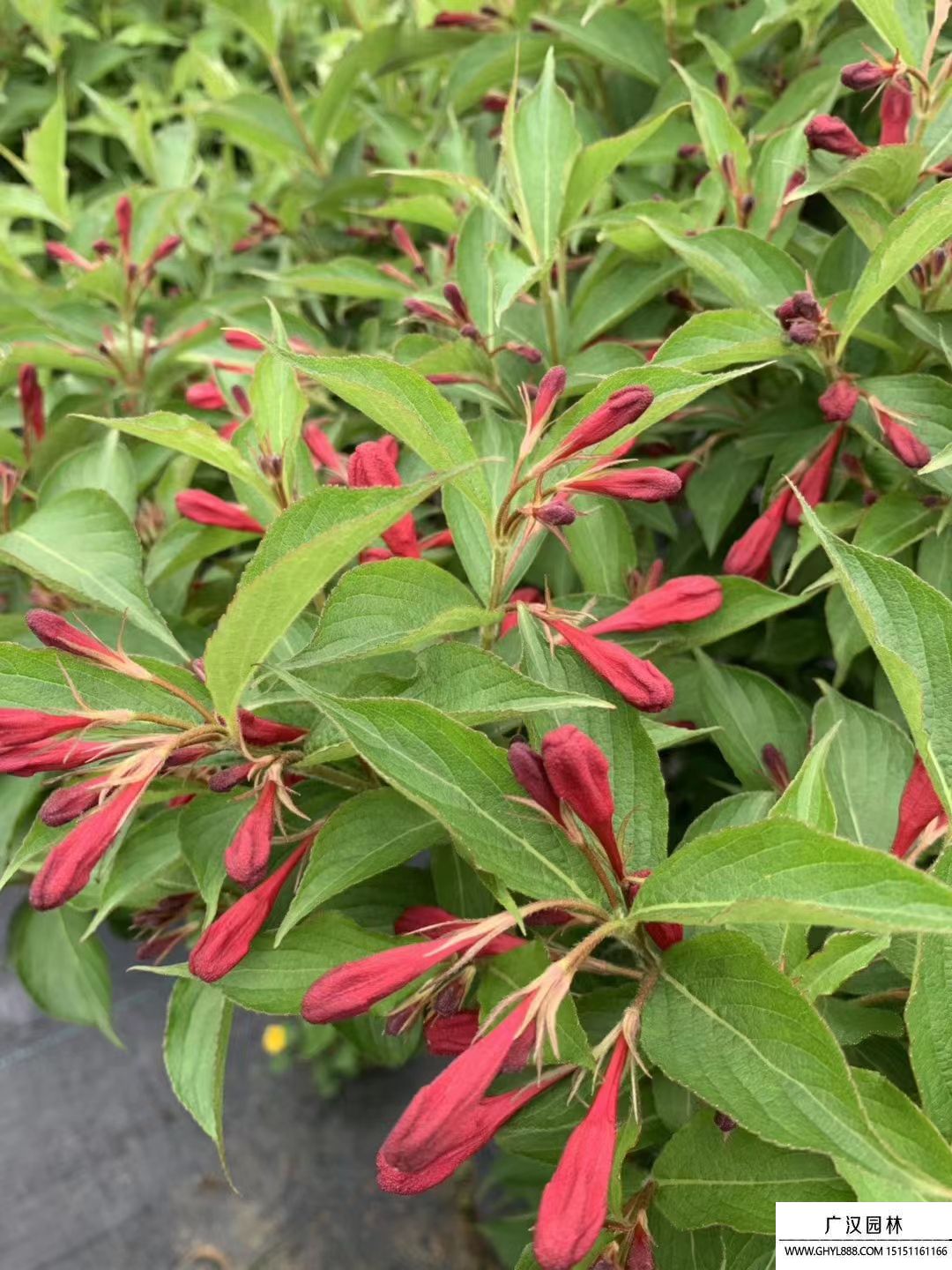 紅王子錦帶 紅王子錦帶