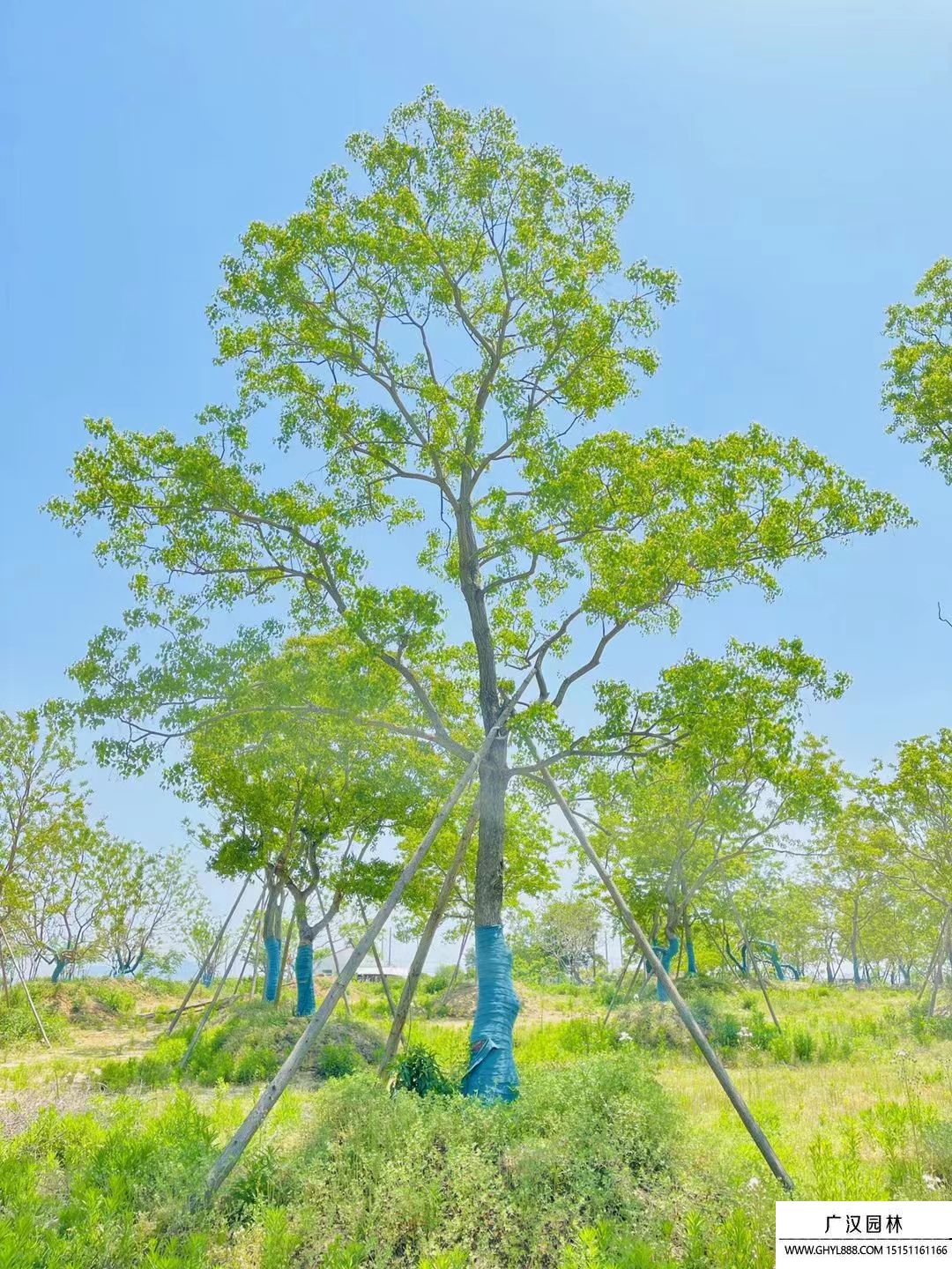 烏桕樹(shù) 烏桕樹(shù)