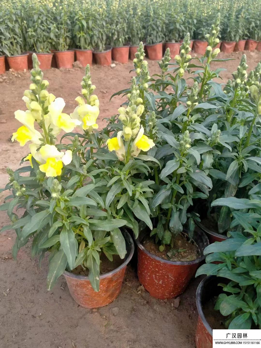 金魚(yú)花 金魚(yú)花