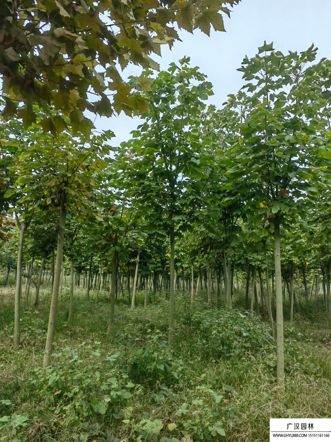 青桐樹 青桐樹