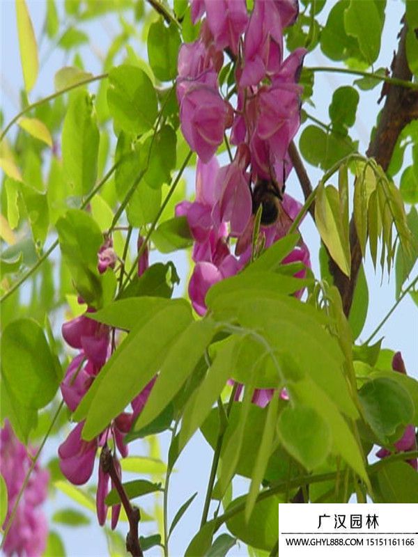 紅花槐 紅花槐