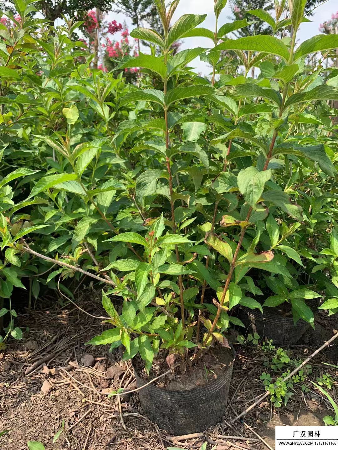 紅王子錦帶 紅王子錦帶