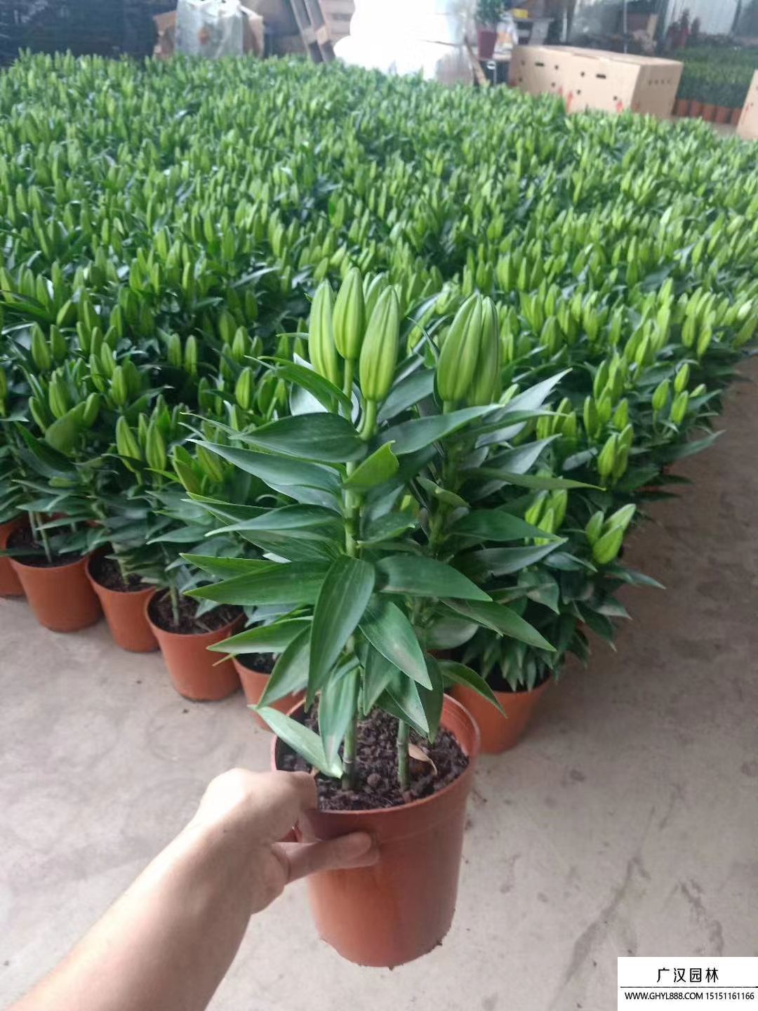 香水百合 香水百合