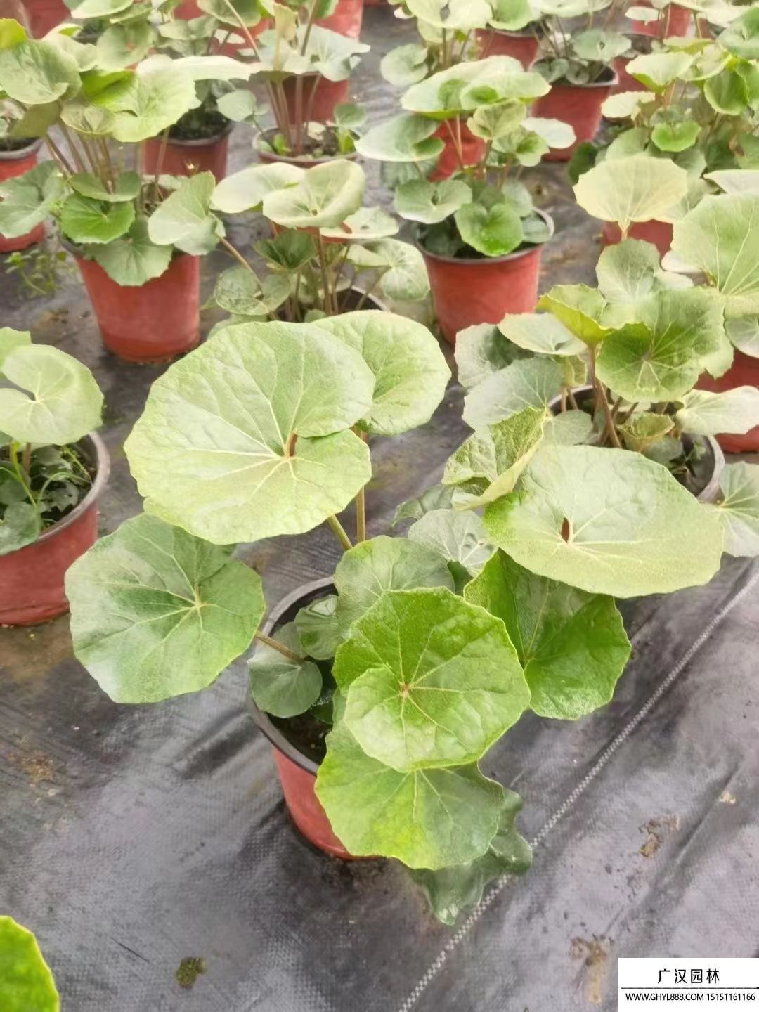 大吳風(fēng)草 大吳風(fēng)草