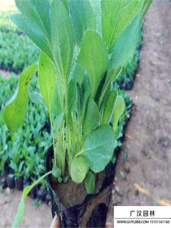 麗格海棠 麗格海棠