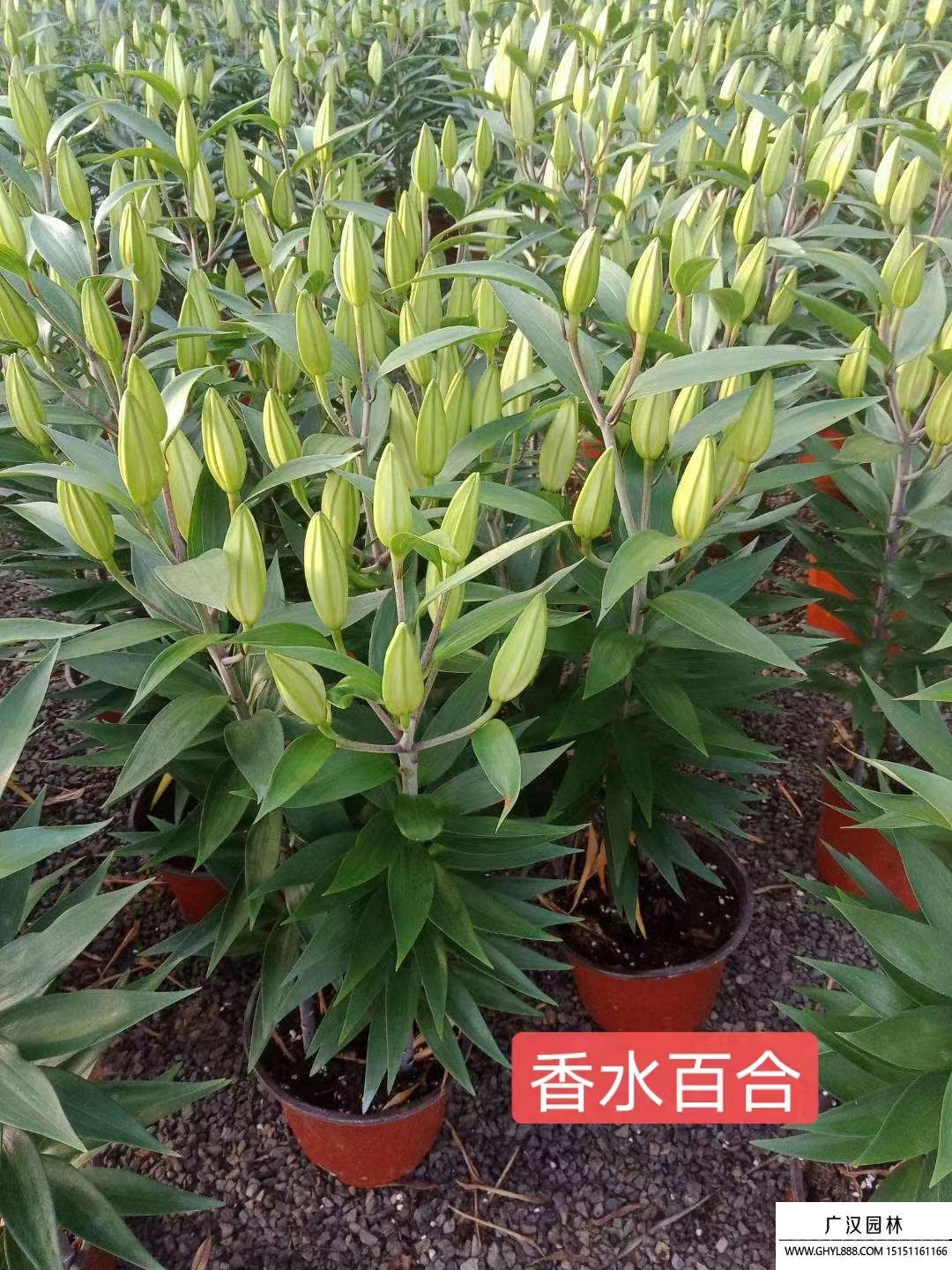 香水百合 香水百合