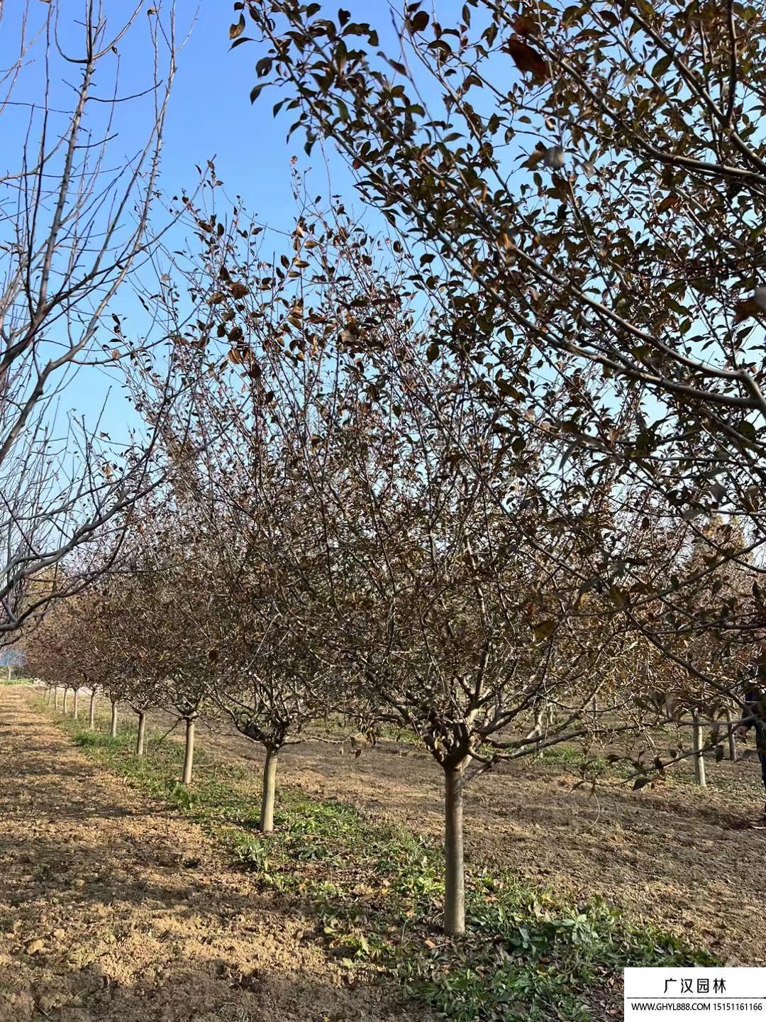 垂絲海棠 垂絲海棠