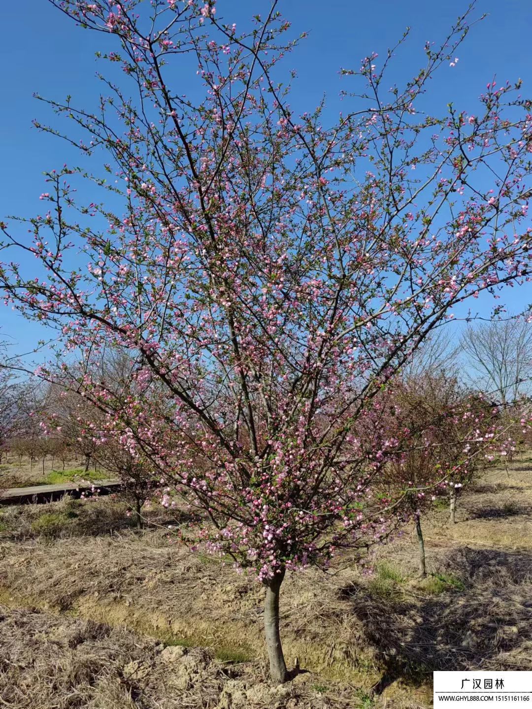 垂絲海棠 垂絲海棠