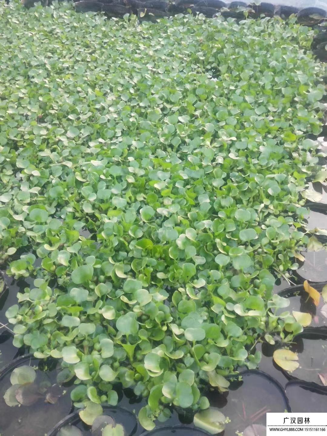 水葫蘆 水葫蘆