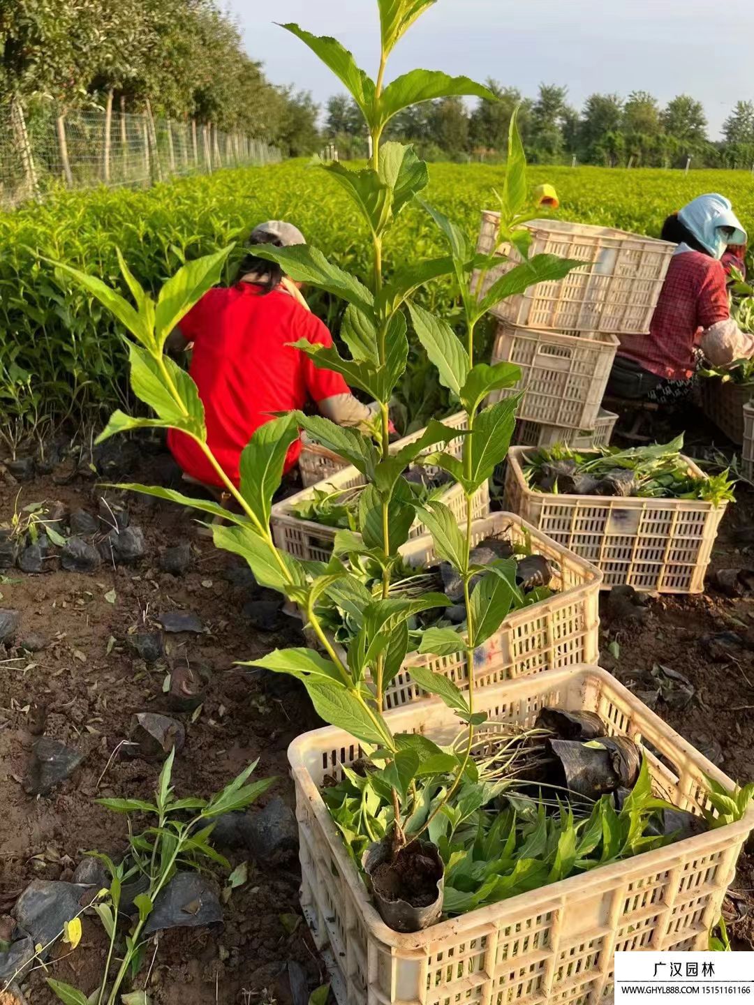 紅王子錦帶 紅王子錦帶