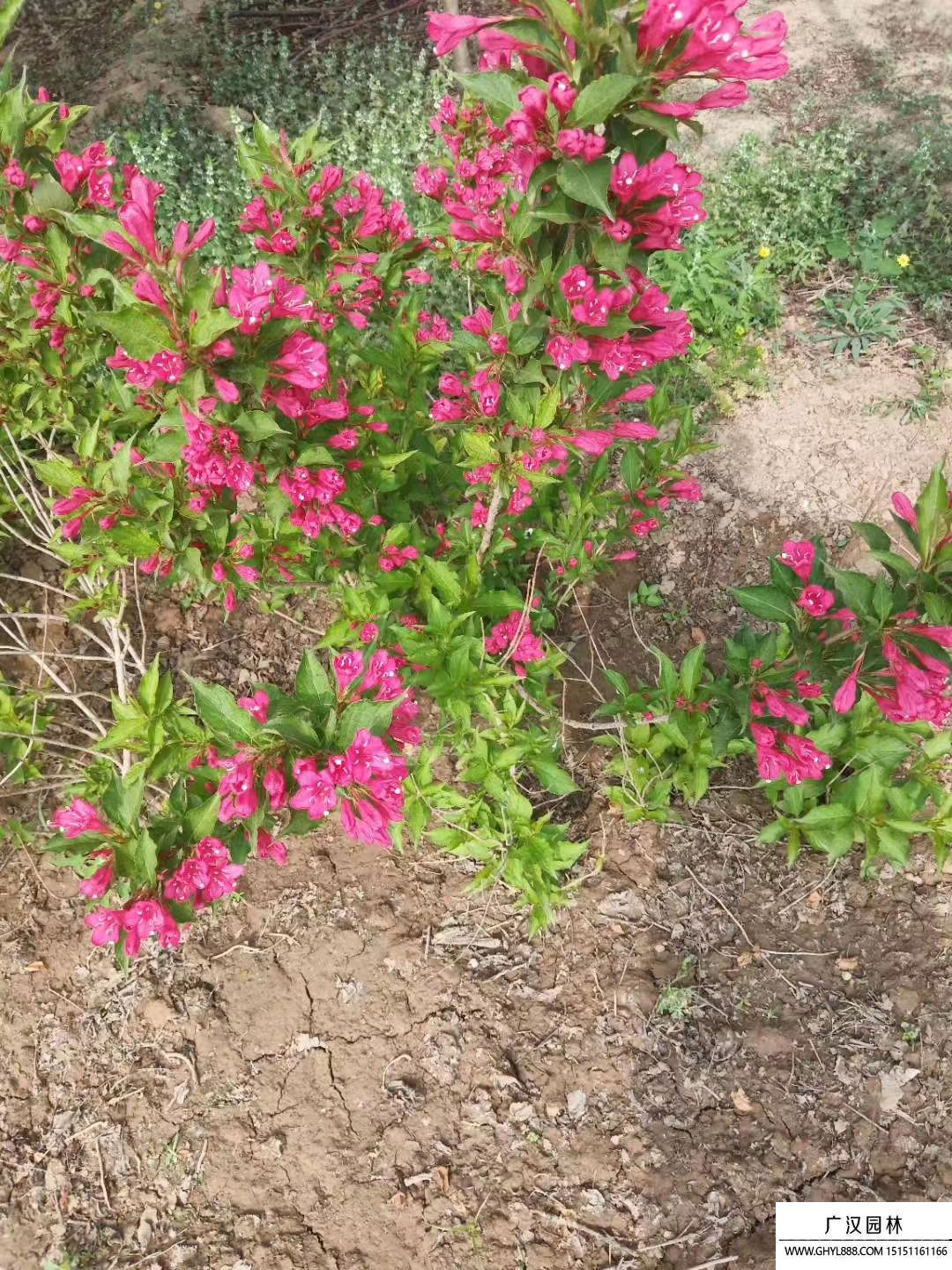 紅王子錦帶 紅王子錦帶