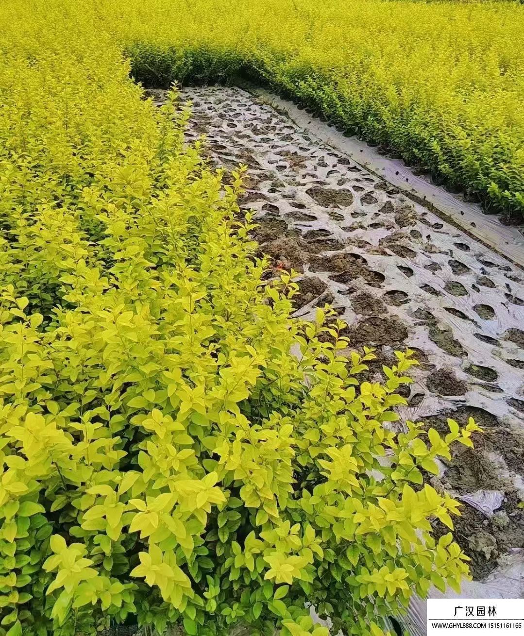 金葉女貞 金葉女貞