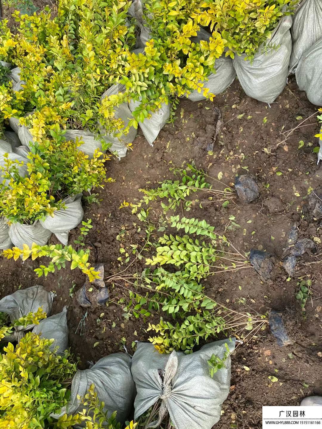 金葉女貞 金葉女貞