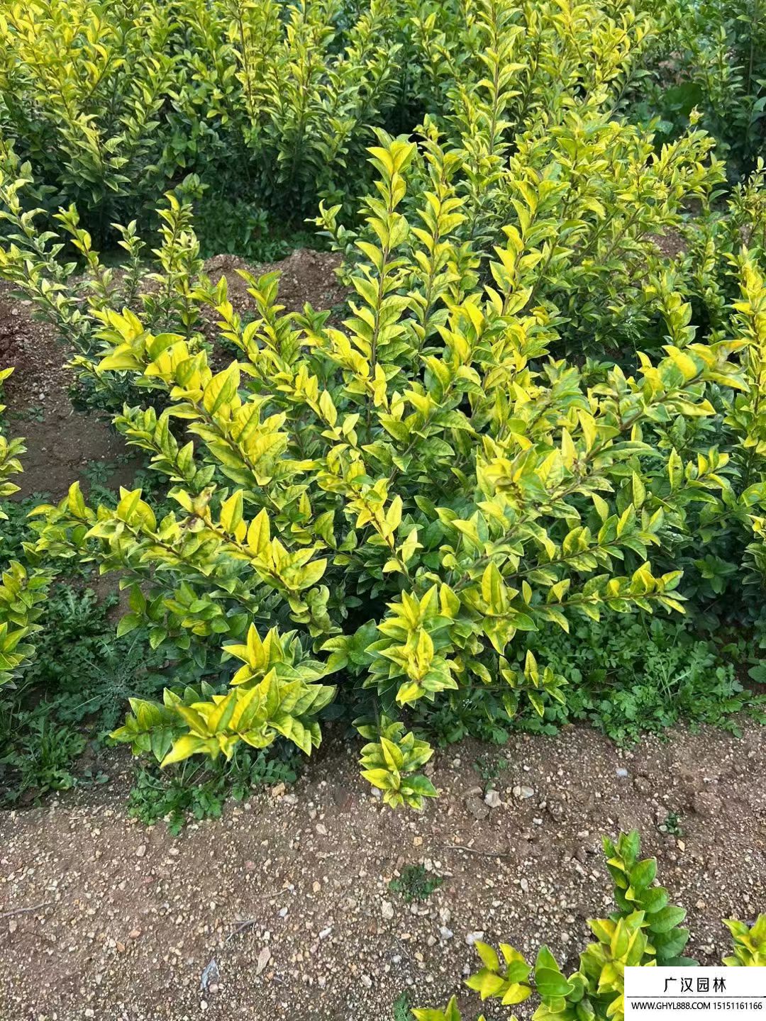 金葉女貞 金葉女貞