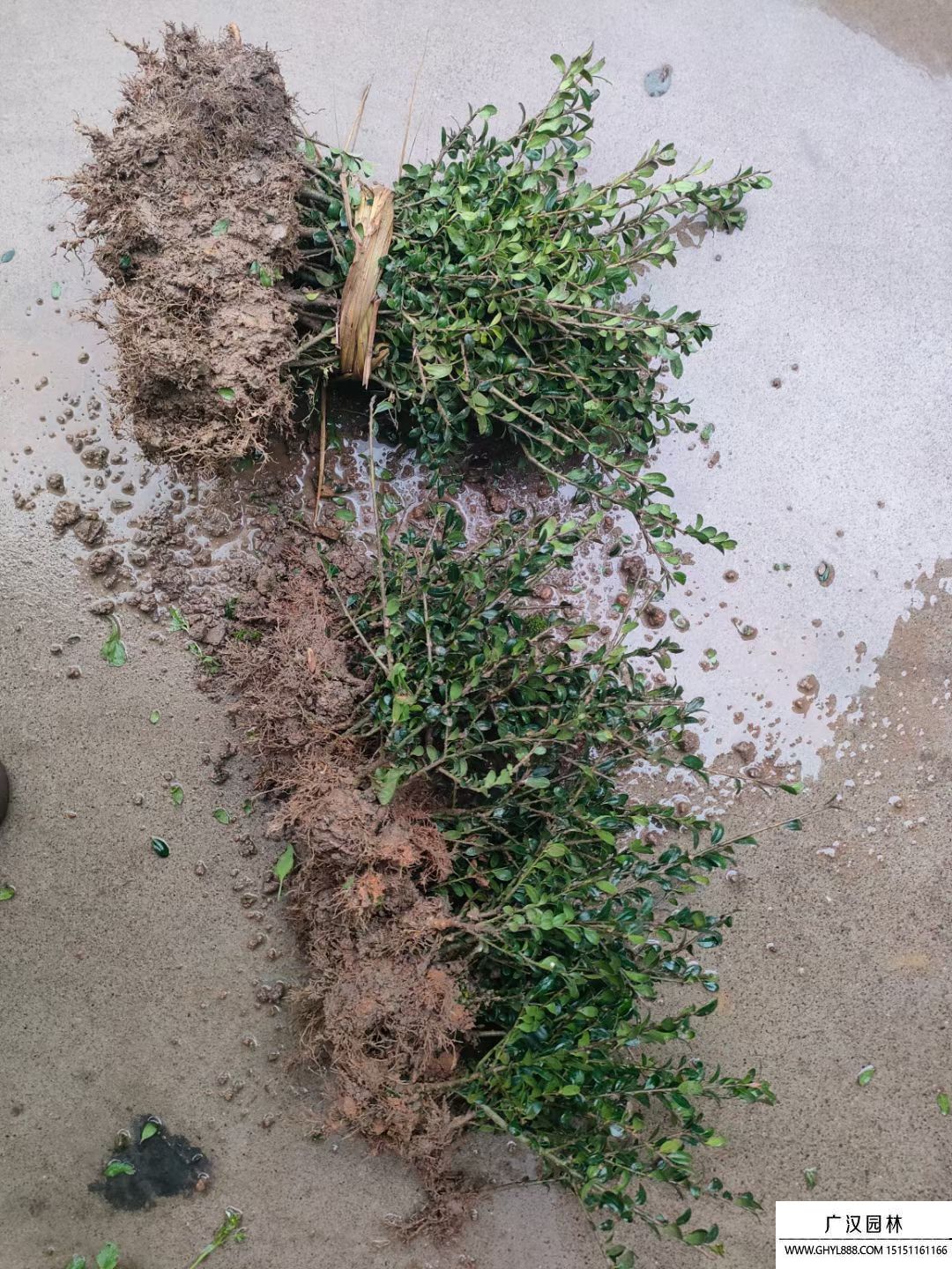 龜甲冬青 龜甲冬青