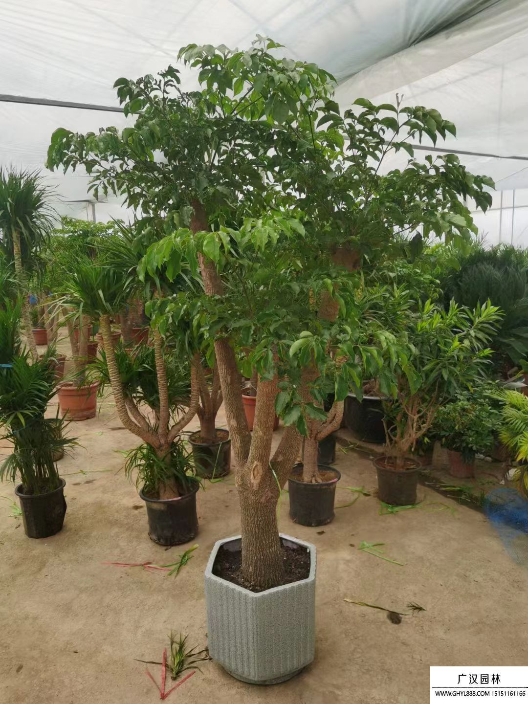 幸福樹(shù) 幸福樹(shù)