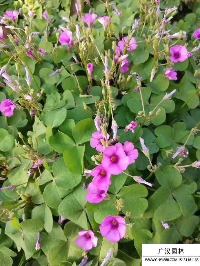 紅花醡漿草 紅花醡漿草