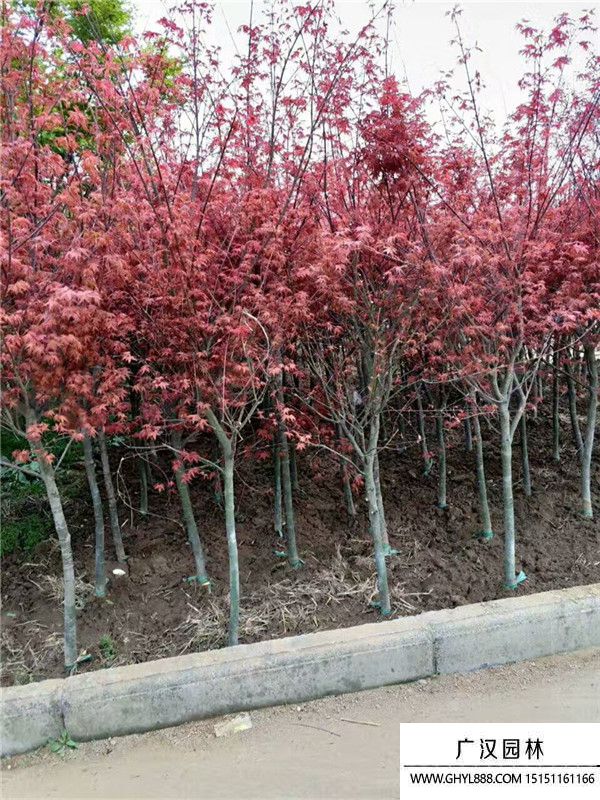 日本紅楓 日本紅楓