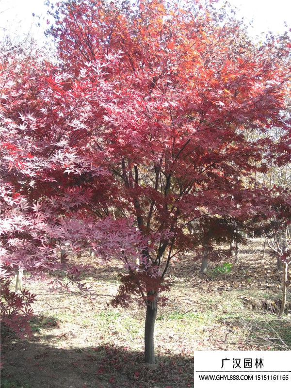 日本紅楓樹 日本紅楓樹