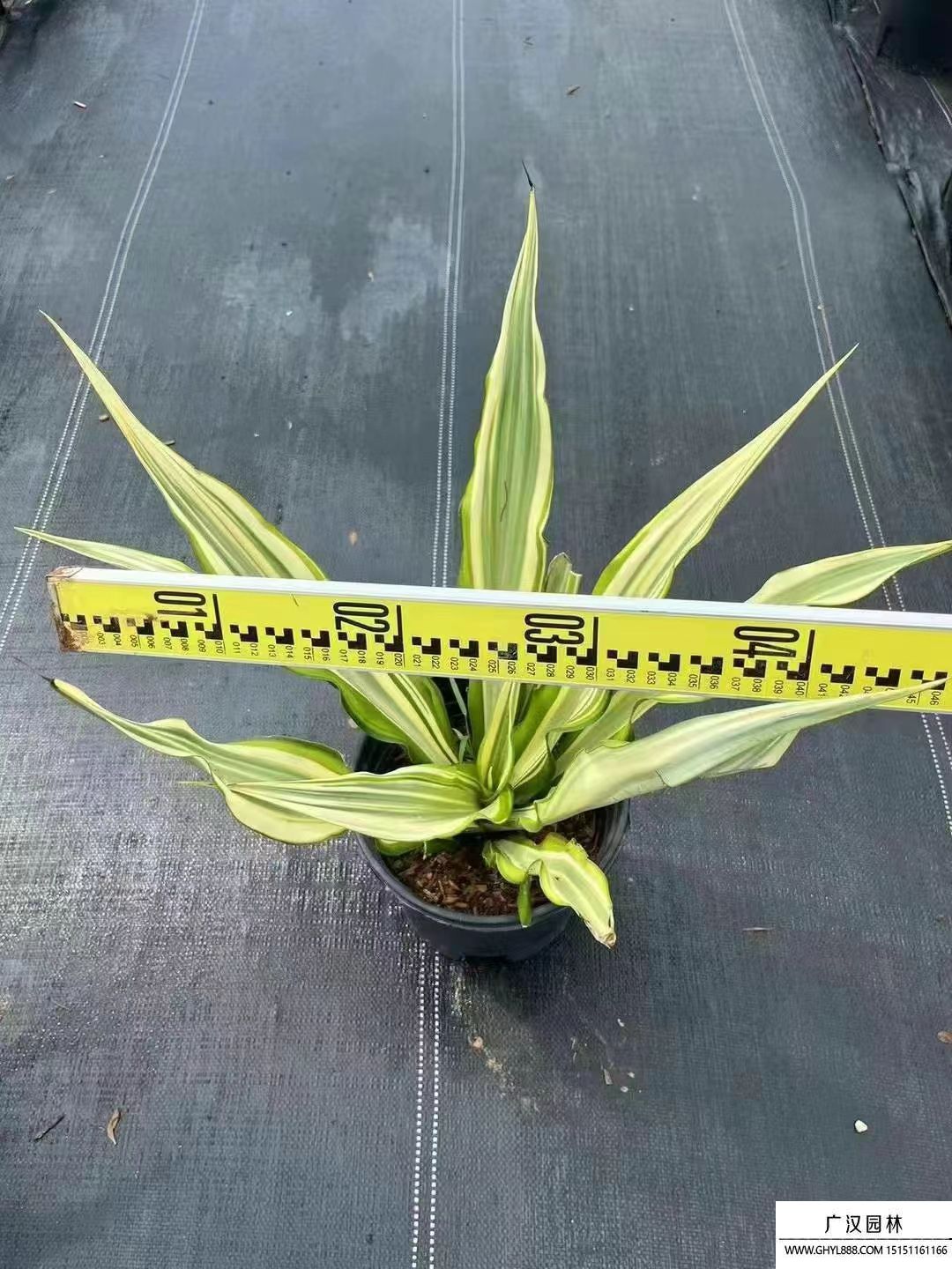 黃紋萬年麻 黃紋萬年麻