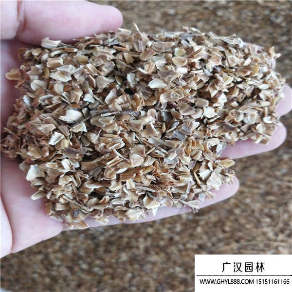 花環(huán)菊種子