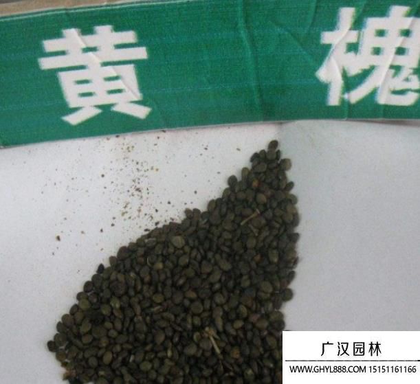 黃花槐種子 黃花槐種子