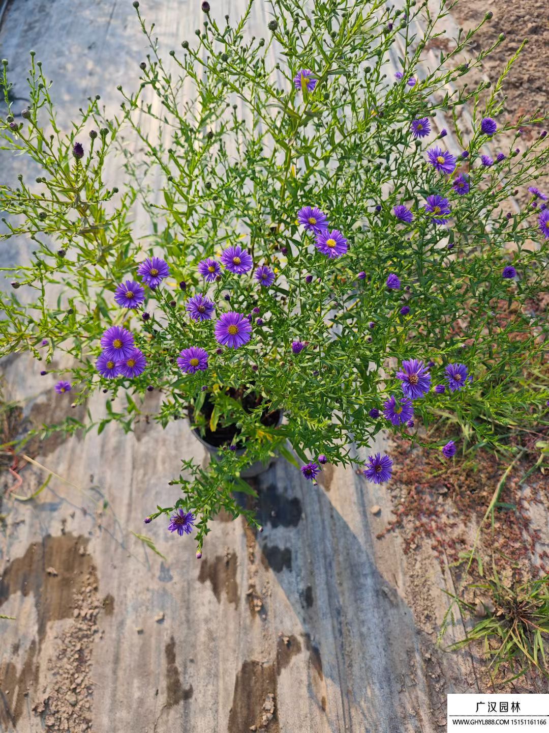 丹麥翠菊 丹麥翠菊