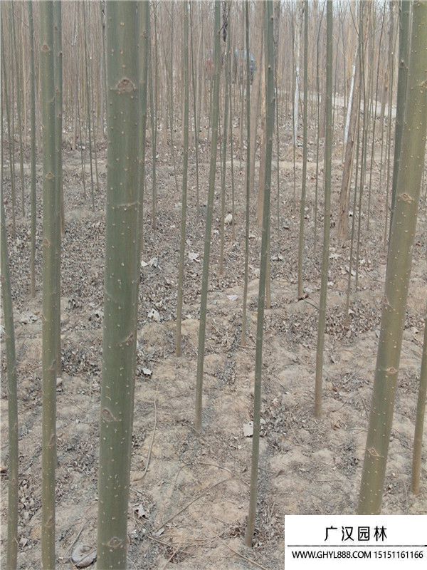 美國竹柳 美國竹柳