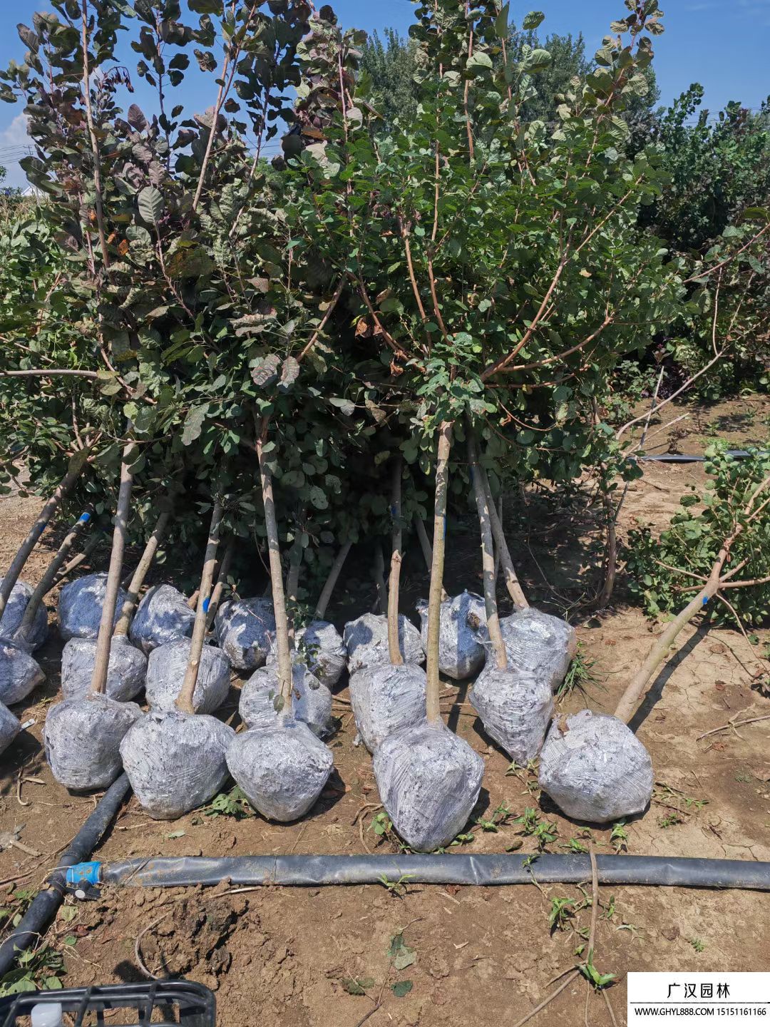 美國紅櫨 美國紅櫨