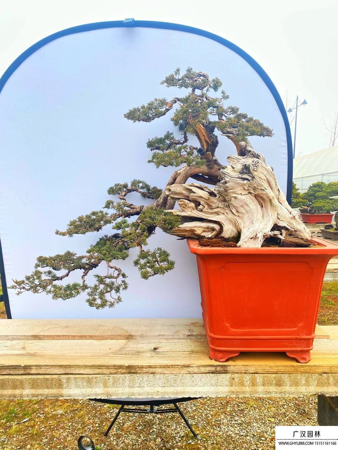 那須五葉松盆景