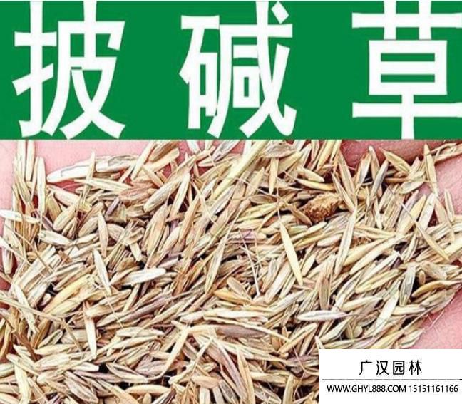 披堿草種子 披堿草種子