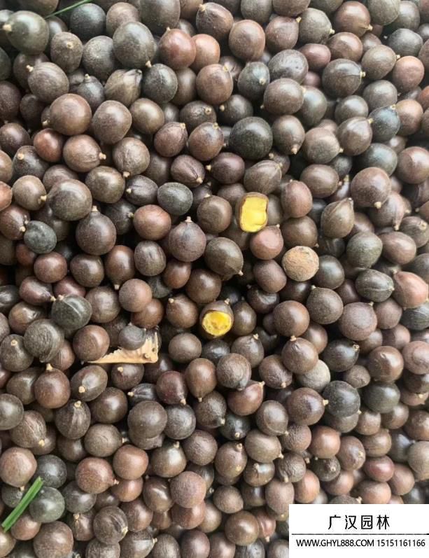 木豆種子 木豆種子