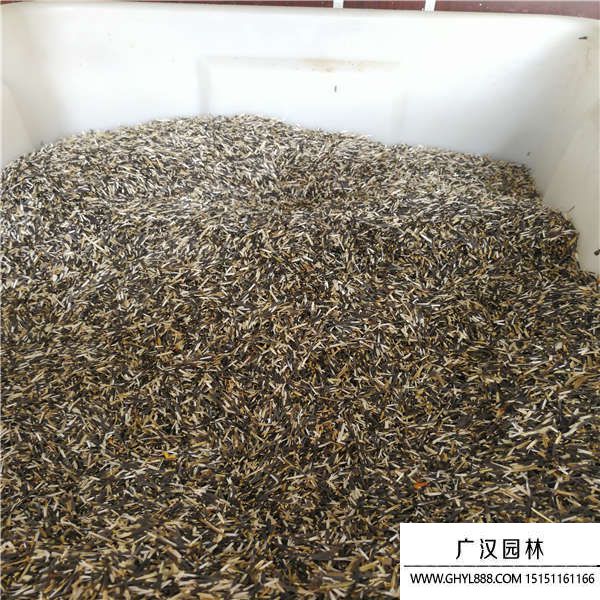 萬壽菊種子 萬壽菊種子