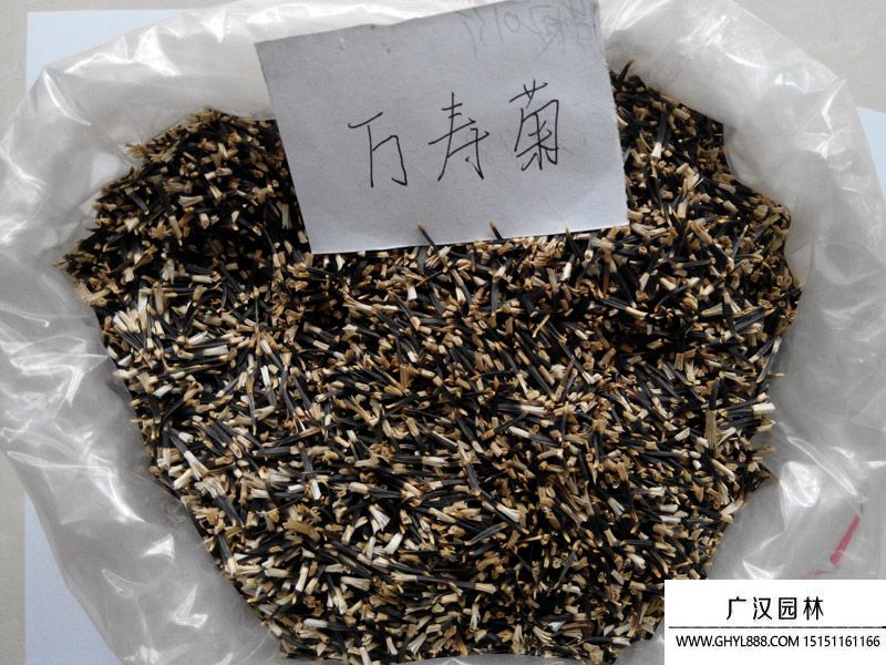 萬壽菊種子 萬壽菊種子