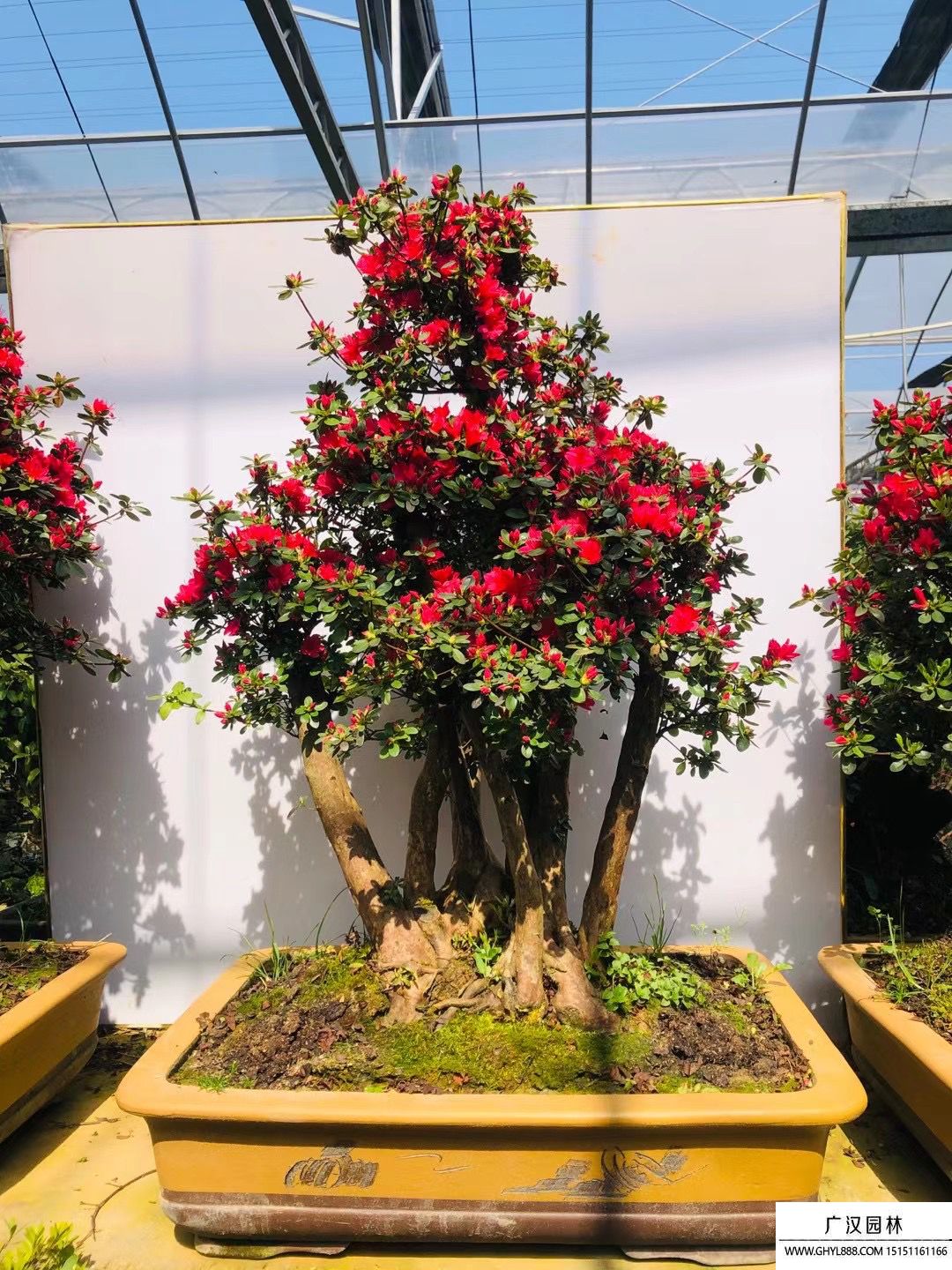 萬紫千紅杜鵑盆景