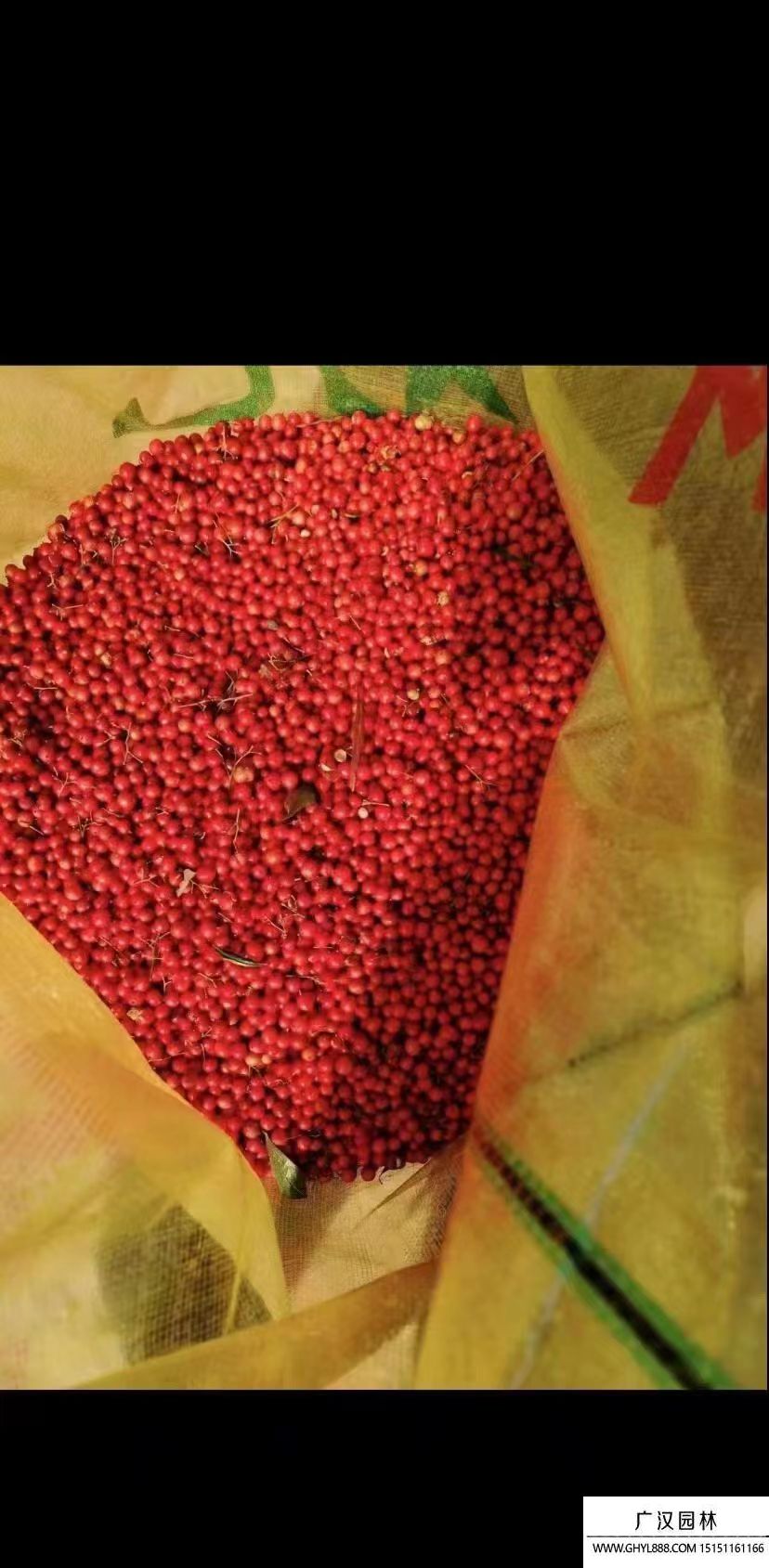 南天竹種子 南天竹種子