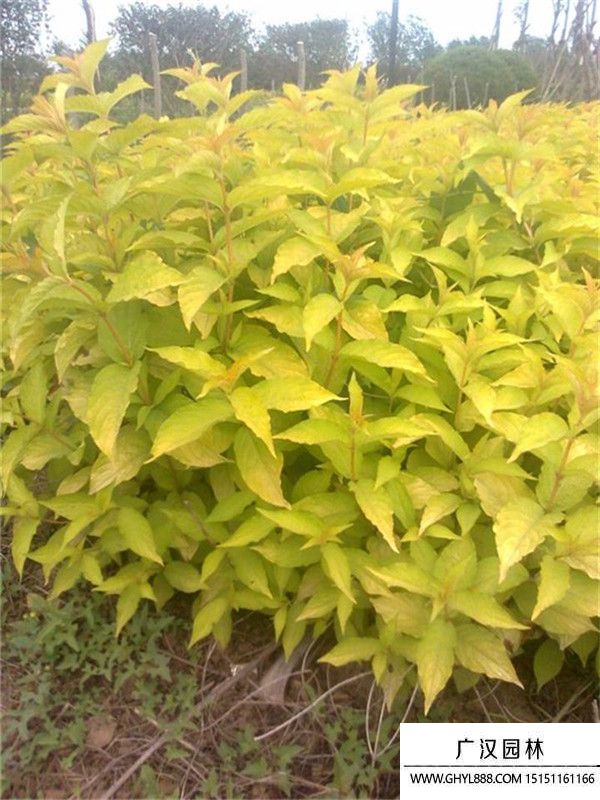 金葉錦帶 金葉錦帶